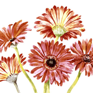Șervețele 3-ply 33X33cm Gerbera art, 20buc
