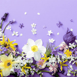 Șervețele 3-ply 33X33cm Soft spring lilacs, 20buc