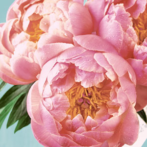 Șervețele 3-ply 33X33cm Pink peony, 20buc